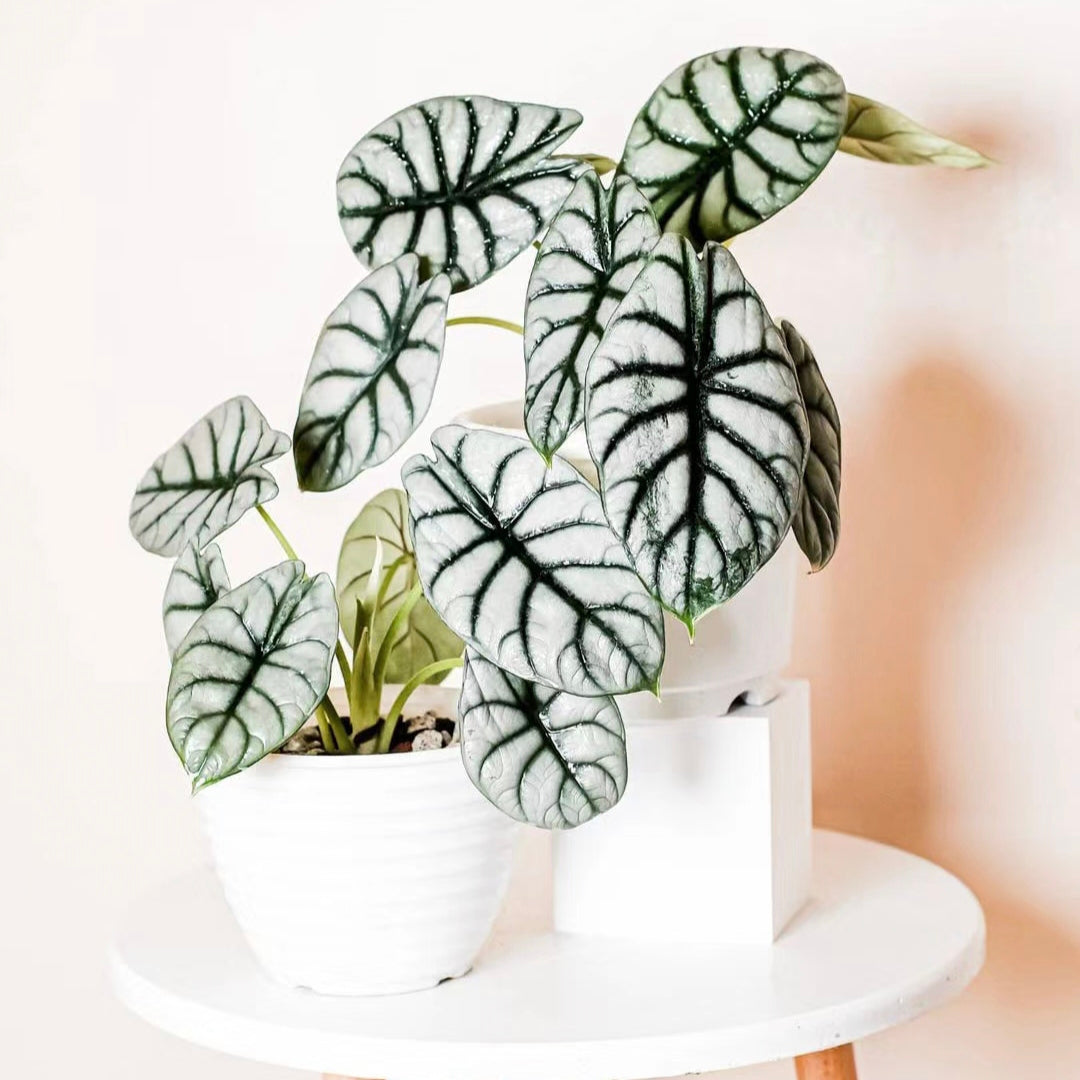 Alocasia baginda 'Silver Dragon' RARE Indoor and Outdoor Live Tropical House Plant