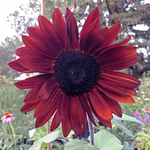 Red Wine Sunflower