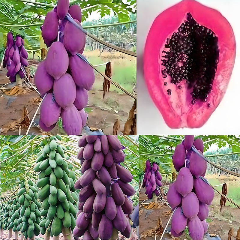 Organic Papaya Tree Seeds Heirloom Edible