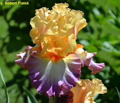 Multi Iris Seeds: Vibrant, Resilient, and Spectacular Blooms