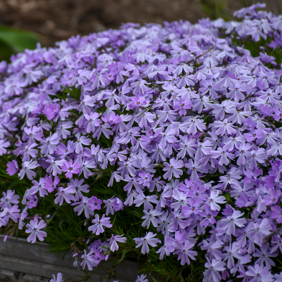 💐Vibrant Tapestry of Color ✨Creeping Phlox Seeds, Shibazakura Seeds