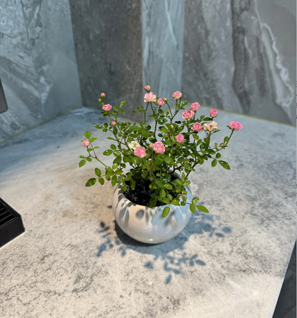 Rosa 'Suehime' Seeds