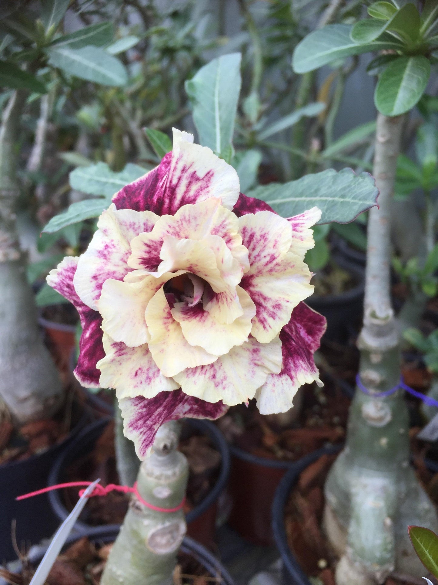 Golden Year Desert Rose