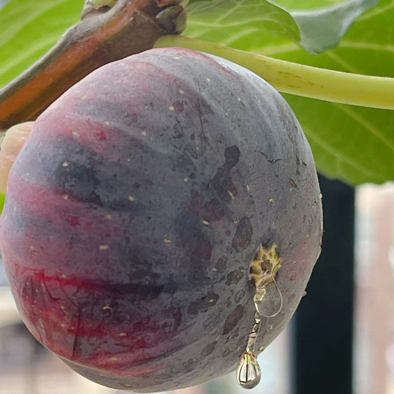 Rainbow Fig Seeds