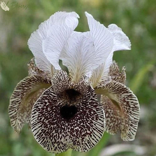 Multi Iris Seeds: Vibrant, Resilient, and Spectacular Blooms