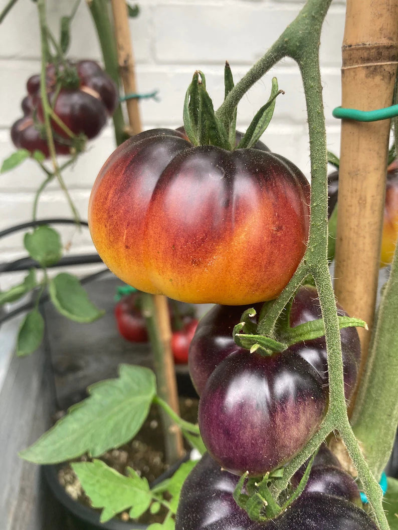 Lucid Gem Tomato Seeds Organic, Heirloom Tomatoes