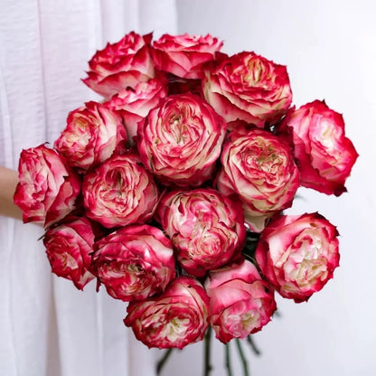 Rare Multi-color Roses-Apple Jack Seeds