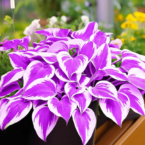 Hosta Seeds Perennial Grow Easily