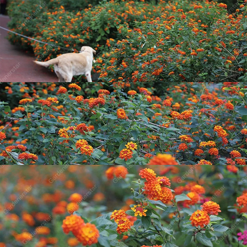 🌺Colorful Elf Lantana Seeds - Repels Mosquitoes And Flies