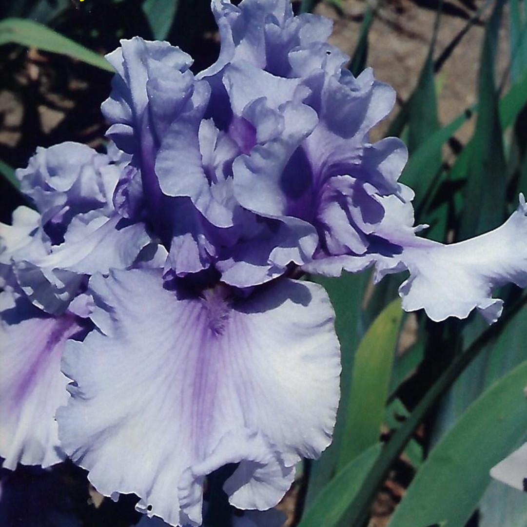 Multi Iris Seeds: Vibrant, Resilient, and Spectacular Blooms