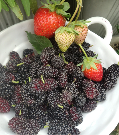 Black Mulberry Seeds
