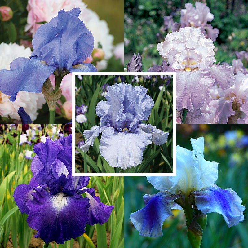 Reblooming Bearded Iris Collection