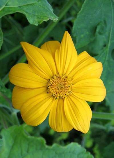 Mexican Sunflower Seeds - Yellow (Tithonia Speciosa Yellow Torch)  Seeds.