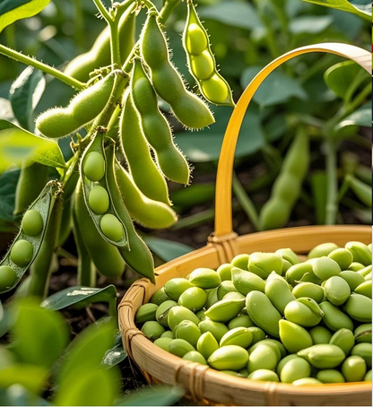 Edamame Seeds